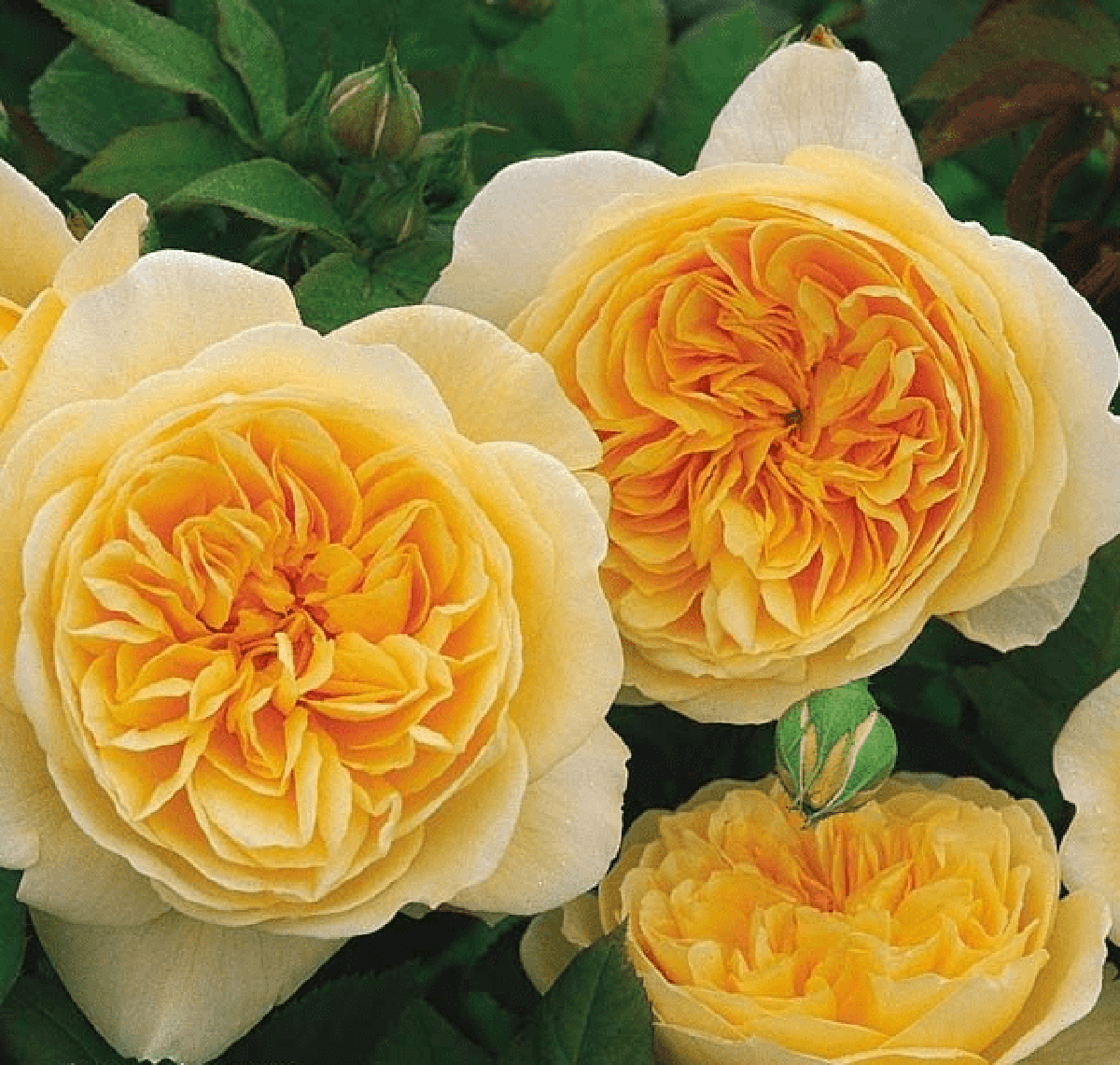 Желтые английские розы. Розы Дэвида Остина Тизинг Джорджия.